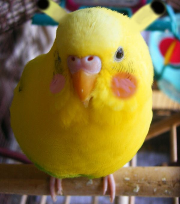 Cute Bondette Pikachu with ears!.jpg